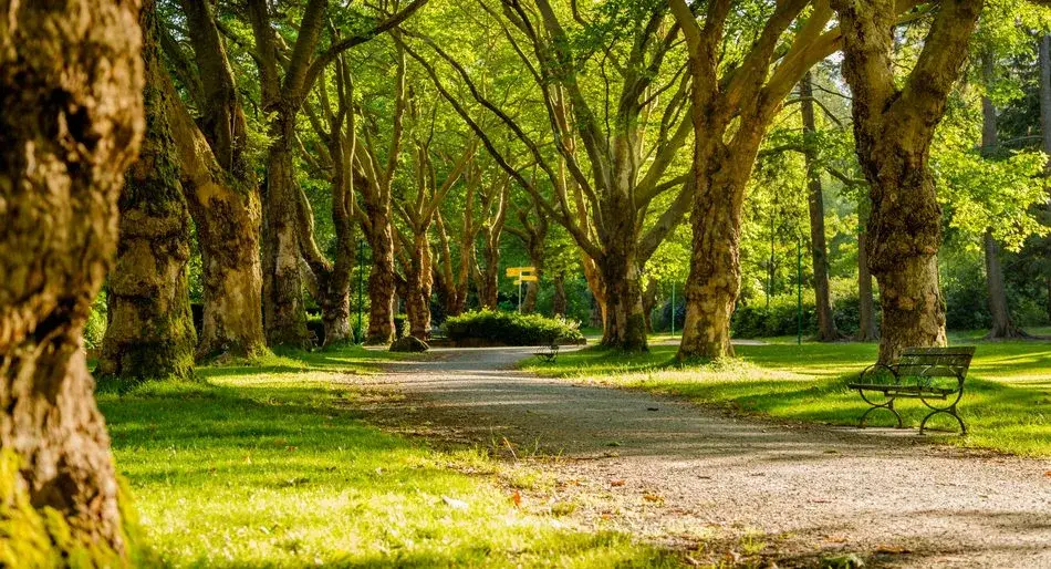 A tree-lined park path with people walking