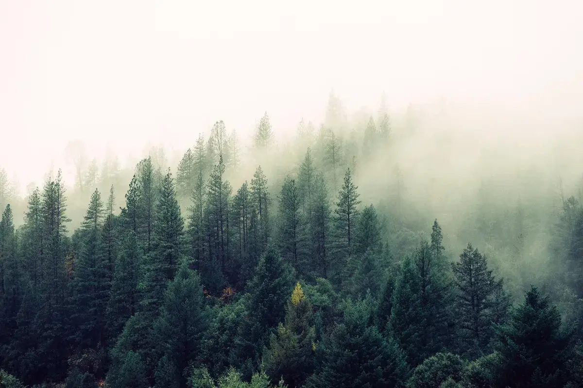 Misty pine forest